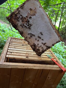 Včelí oddělky 2026 - 4