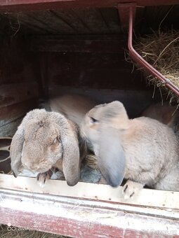 Francouzský beran - 4