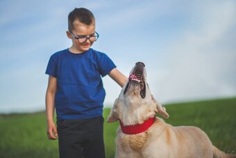 ZIGGY - Labrador 45 kg, 12 let - 4