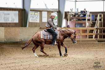 2018 AQHA Hřebec na prodej - 4
