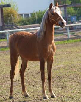 Klisnička Welsh pony, sekce B na prodej - 4