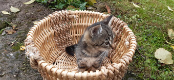 Darujeme kocourka - 4