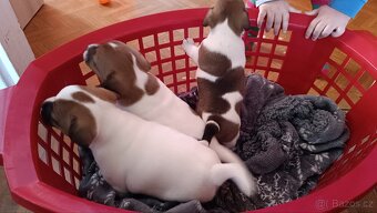 Prodám 2 fenky Jack Russell teriér bez PP - 4