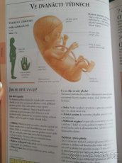 Těhotenství v otázkách a odpovědích - 4