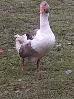 Pomořanská husa - 4