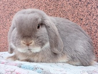 ★ Chovný MiniLop Sameček ★ - 4