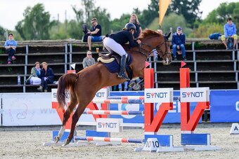 Klisna do vysokého sportu - 4