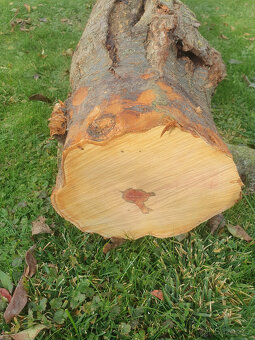 Švestkové dřevo - celý kmen - 4