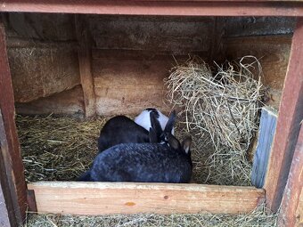 Šestikotcová králíkárna - 4