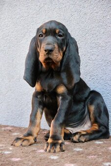 Black and Tan Coonhound s PP FCI - 4