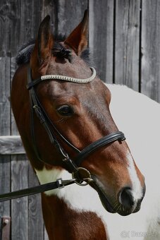 Skvělý 7mi letý pony B - 4