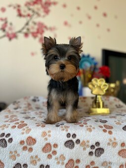 Yorkshire terrier, jork, jorkšírsky terier s PP - 4
