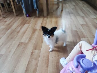 Papillon s PP - 4