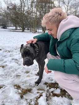 Cane Corso Ke Krytí s PP - 4