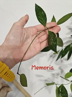 Pokojová rostlina - hoya voskovka - různé, řízek - 4