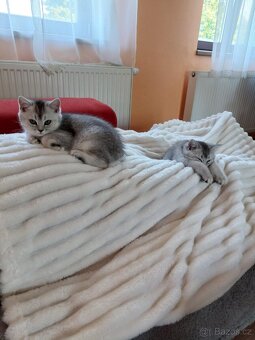 Britský stříbřitý kocourek. - 4