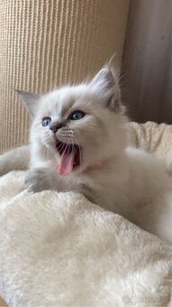 Ragdoll nádnehné koťátko bez PP - 4