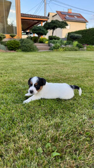 Štěňata Jack Russell teriér s PP - 4