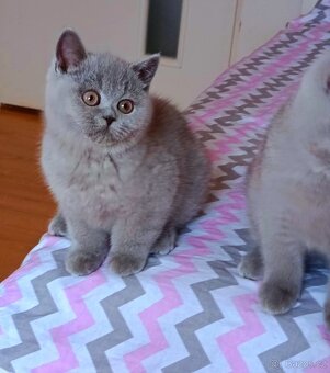 Britská modrá koťata s PP - 4