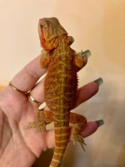 Agama vousatá Coral Trans - 4