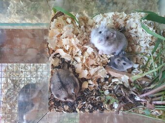 Křeček syrský zlatý - 4