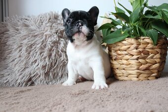 Francouzský buldoček s průkazem původu - 4