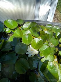 Leknin vodní rostlina kvetoucí posledních 10ks - 4