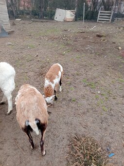 Kamerunská ovce - 4