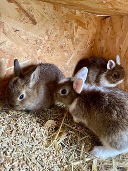 Zakrslý králík - 4