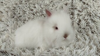 Zakrslý králík, králíček -(TEDDY)-HERBERT A HEIDY - 4
