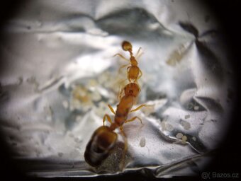 Mravenec faraon (Monomorium pharaonis) - 4