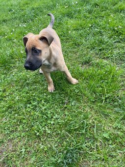 Stafford bull terrier - 4