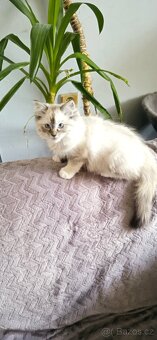 Ragdoll koťátka - 4