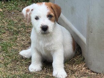 Jack Russell teriér s PP - 4
