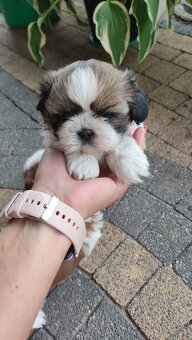 Shih - tzu Shih tzu - 4