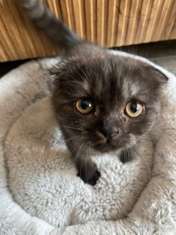 Skotská klapouchá kočička, kotě, scottish smoke grey. - 4