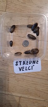 Šváb Argentinský (Blaptica dubia) - 4