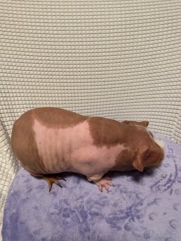 Skinny morče samec CZCH - 4