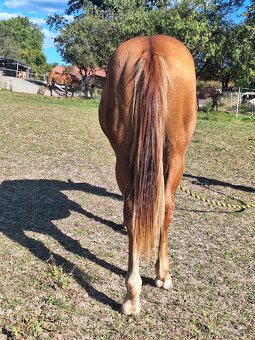 Hřebeček AQH X HFL - 1,5 roční - 4