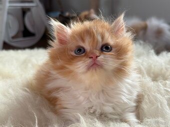 Minuet/munchkin - 4