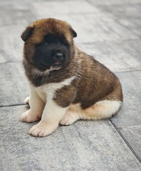 Akita americka - 4