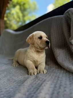 Labrador, štěňátka - 4