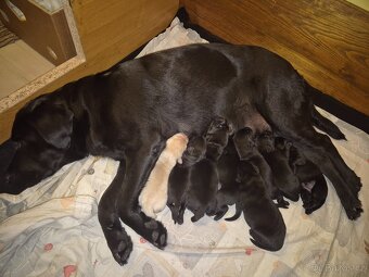 Labrador - 4