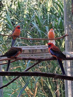 Rosela penant oranž lutino - 4