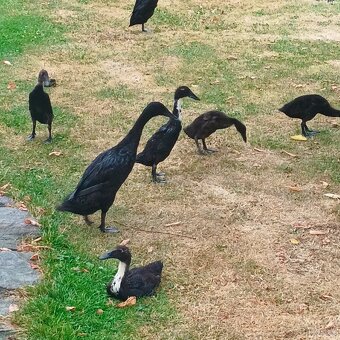 Indický běžec - 4