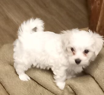 Maltézský psík - maltézáček- pejsek - 4