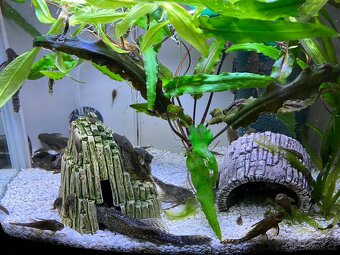 Ancistrus sp. - 4