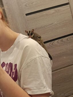 Dva roztomilí samečci vakoveverek , vakoveverky :) - 4