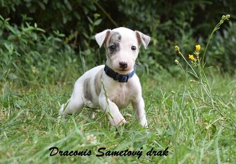 Whippet s PP (FCI) - 4