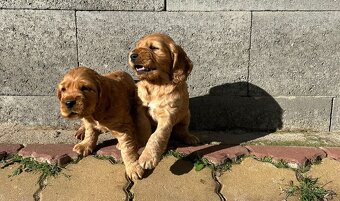 Anglický kokršpaněl - 3 pejsci - 4